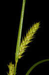 Hairyfruit sedge